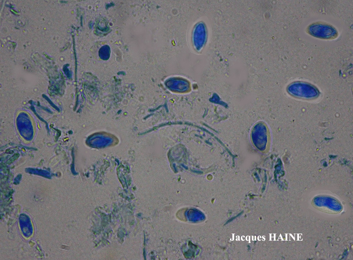 Lecidella Cf. sp.